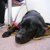 Chó trị liệu - “thiên thần” bên cạnh những đứa trẻ bị lạm dụng